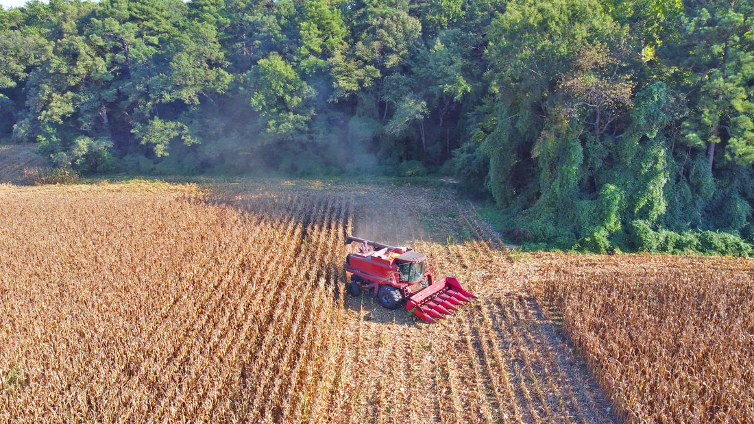 drone view of red combine harvesting golden field of corn